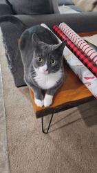 Lost Male Cat last seen Near Burlington Drive, York, SC 29745