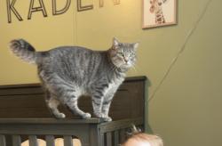 Lost Male Cat last seen Keller dr, Red Lion, PA 17356
