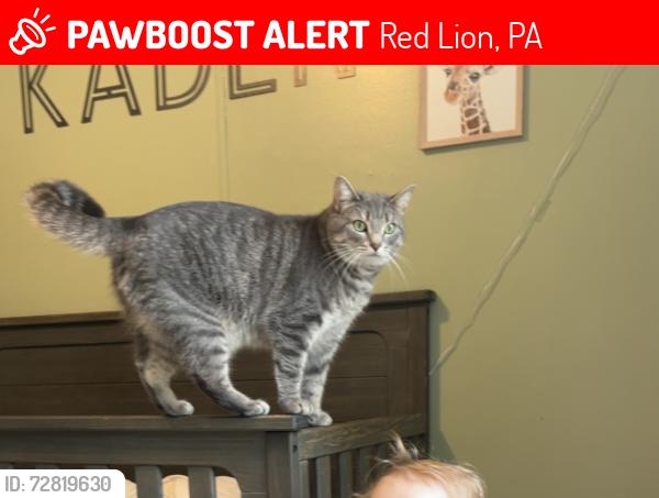 Lost Male Cat last seen Keller dr, Red Lion, PA 17356