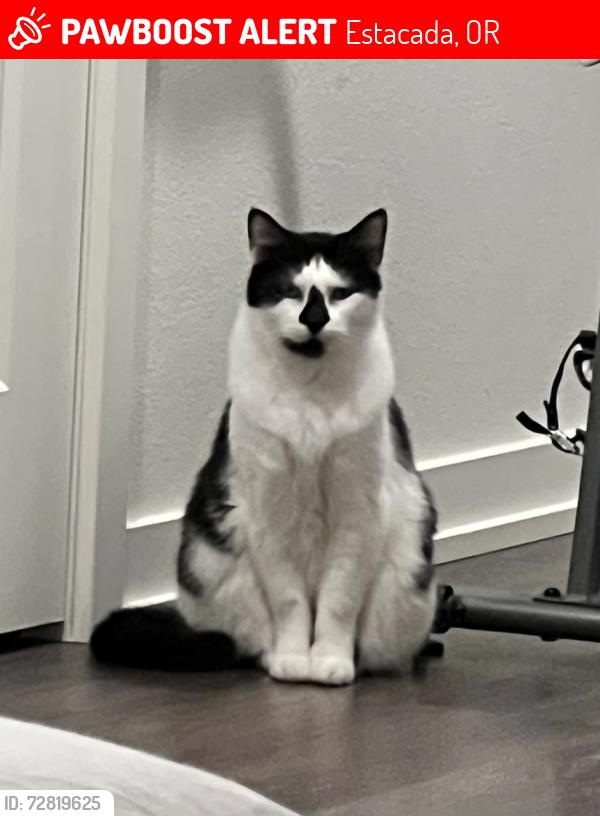 Lost Male Cat last seen Broadway & Srock, Estacada, OR 97023