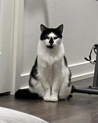 Lost Male Cat last seen Broadway & Srock, Estacada, OR 97023