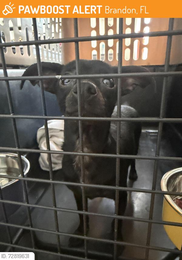 Found/Stray Female Dog last seen Heather Lakes blvd and Birchstone Avenue , Brandon, FL 33511