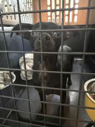 Found/Stray Female Dog last seen Heather Lakes blvd and Birchstone Avenue , Brandon, FL 33511