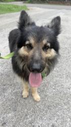 Found/Stray Male Dog last seen Waterloo and Sooner, Edmond, OK 73034