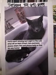 Lost Male Cat last seen Center street, Lehi, UT 84043