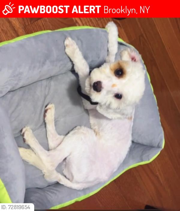 Lost Male Dog last seen E 95 st and clarkson, Brooklyn, NY 11212