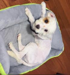 Lost Male Dog last seen E 95 st and clarkson, Brooklyn, NY 11212