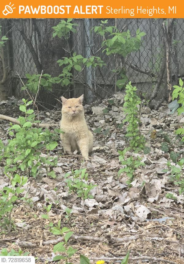 Found/Stray Unknown Cat last seen James C Nelson Park , Sterling Heights, MI 48310