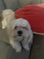 Lost Female Dog last seen Otay Mesa, San Diego, CA 92154