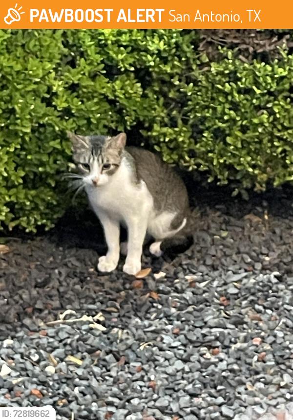 Found/Stray Female Cat last seen KFC, San Antonio, TX 78229