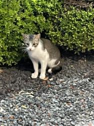 Found/Stray Female Cat last seen KFC, San Antonio, TX 78229