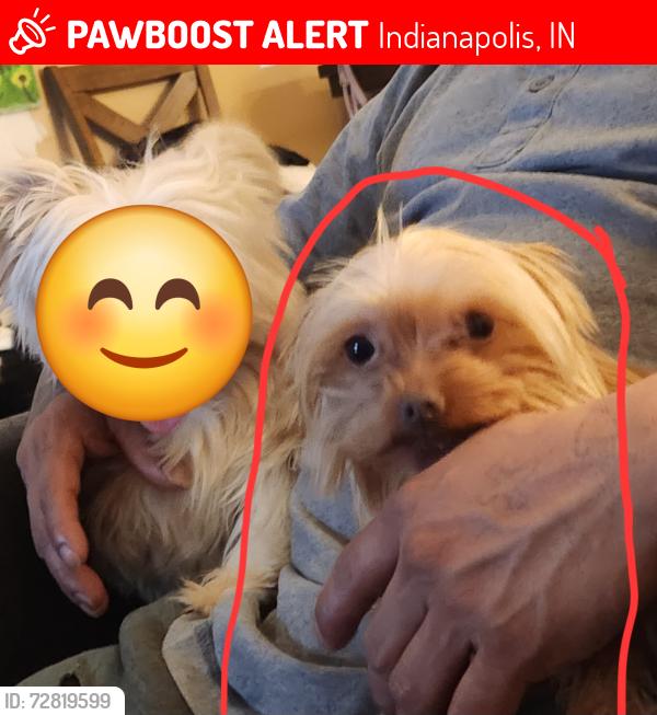 Lost Female Dog last seen Parkwood Mobile s & Post Acres Mobile s, Indianapolis, IN 46236