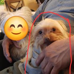 Lost Female Dog last seen Parkwood Mobile s & Post Acres Mobile s, Indianapolis, IN 46236