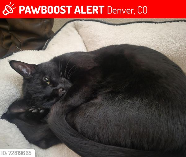 Lost Male Cat last seen 7070th ave. Broadway behind mikeys stek houset, Denver, CO 80221