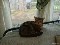 Found/Stray Male Cat last seen Long St and Yankee Rd, Sylvania, OH 43560