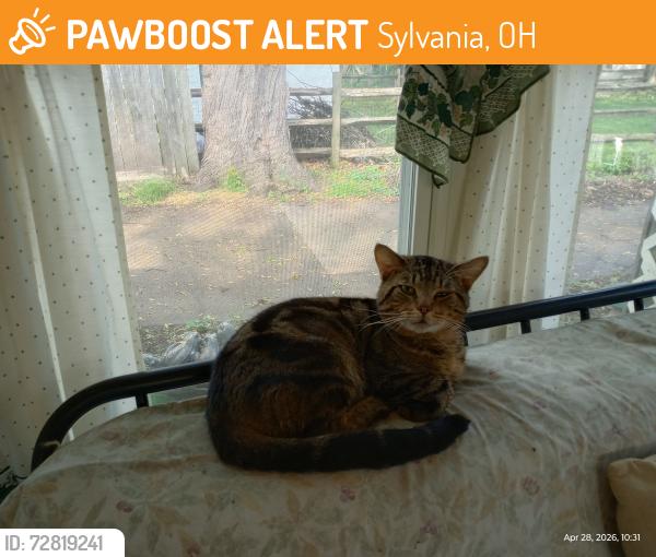 Found/Stray Male Cat last seen Long St and Yankee Rd, Sylvania, OH 43560