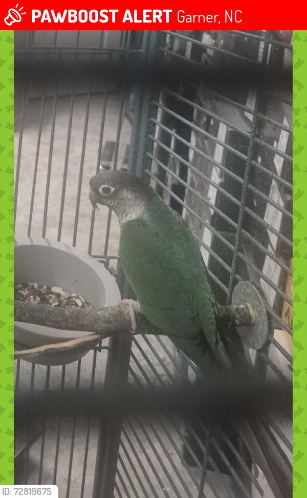 Lost Male Bird last seen Cornwallis rd , Garner, NC 27529