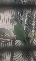 Lost Male Bird last seen Cornwallis rd , Garner, NC 27529