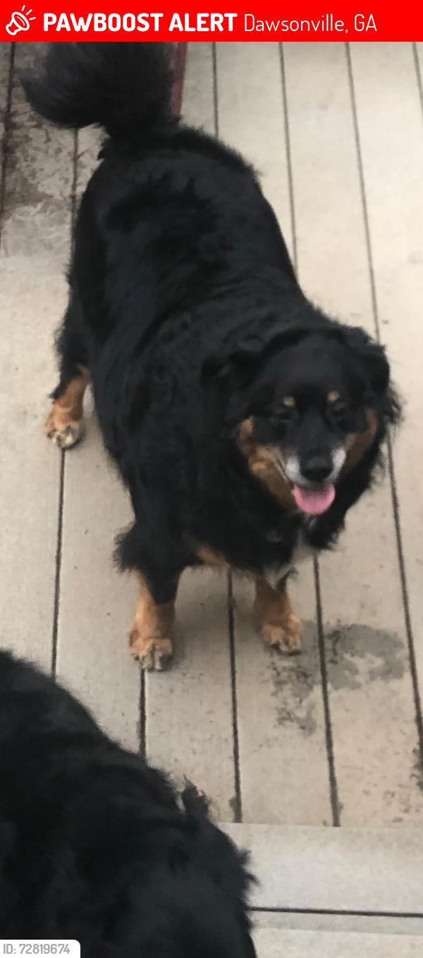 Lost Male Dog last seen Highway 136 Dawsonville GA, Dawsonville, GA 30534