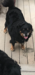 Lost Male Dog last seen Highway 136 Dawsonville GA, Dawsonville, GA 30534