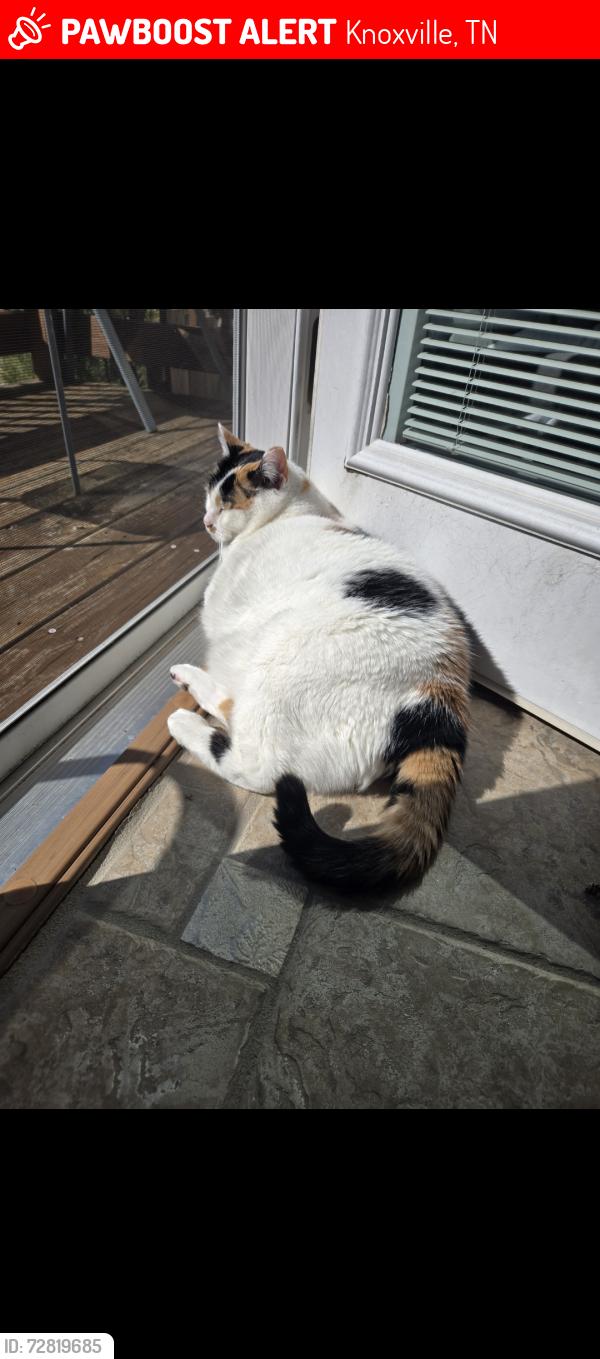 Lost Female Cat last seen Joe Hinton, Knoxville, TN 37931