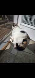 Lost Female Cat last seen Joe Hinton, Knoxville, TN 37931