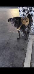 Shelter Stray Male Dog last seen , Los Angeles, CA 90047
