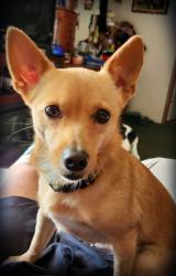 Lost Female Dog last seen HEB or Vinyards of Fredericksburg RV Park, Fredericksburg, TX 78624