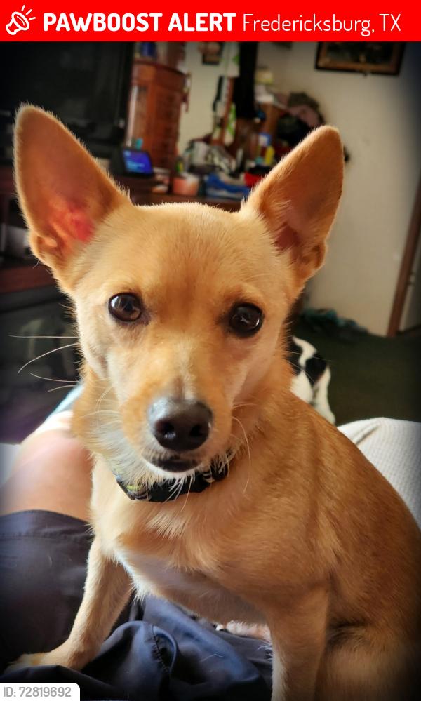Lost Female Dog last seen HEB or Vinyards of Fredericksburg RV Park, Fredericksburg, TX 78624