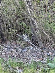 Found/Stray Unknown Cat last seen Lehigh Trail inbetween Philliphs Road and Wangum Rd (County Rd 42). Far from any hses or structures., Victor, NY 14564