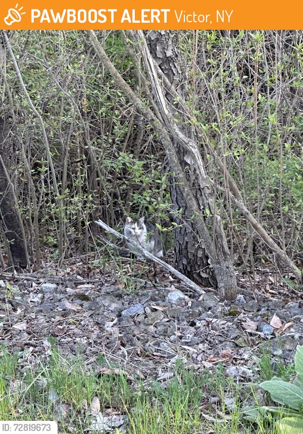Found/Stray Unknown Cat last seen Lehigh Trail inbetween Philliphs Road and Wangum Rd (County Rd 42). Far from any hses or structures., Victor, NY 14564