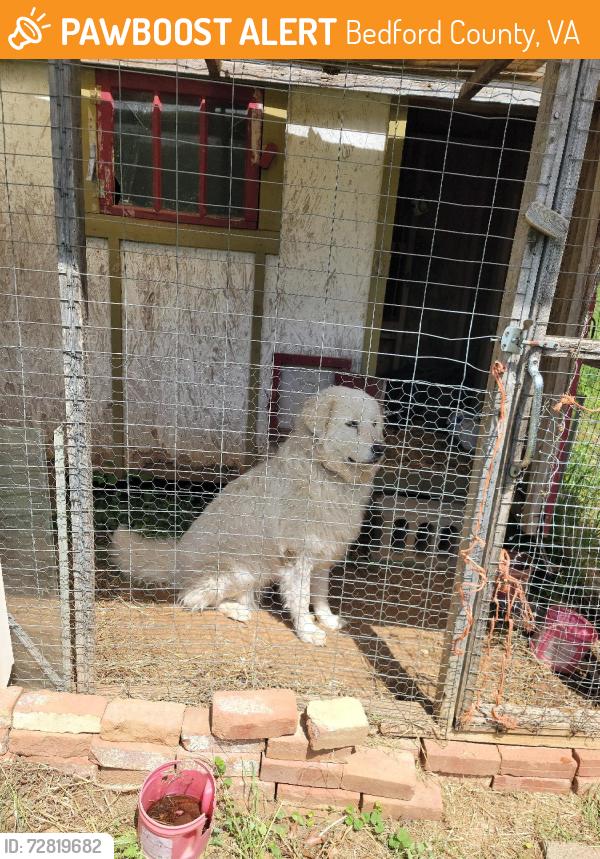 Found/Stray Female Dog last seen Turner Branch Road, Bedford County, VA 24095