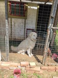 Found/Stray Female Dog last seen Turner Branch Road, Bedford County, VA 24095