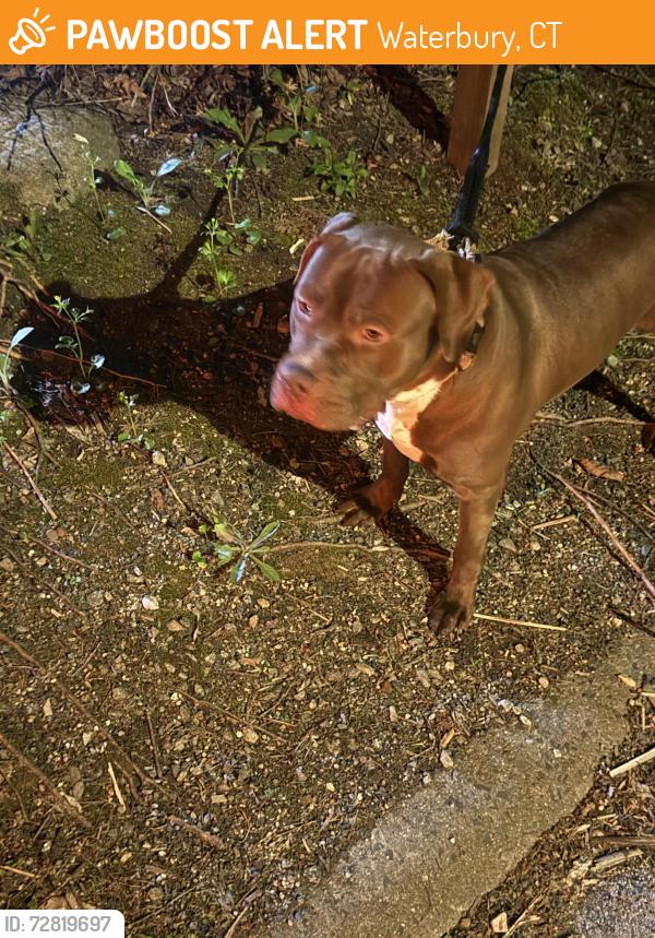 Found/Stray Male Dog last seen Willow sSt, Waterbury, CT 06710