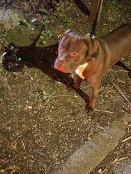 Found/Stray Male Dog last seen Willow sSt, Waterbury, CT 06710