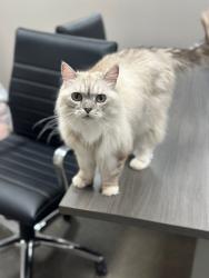 Lost Female Cat last seen Storey Ave, Midland, TX 79703