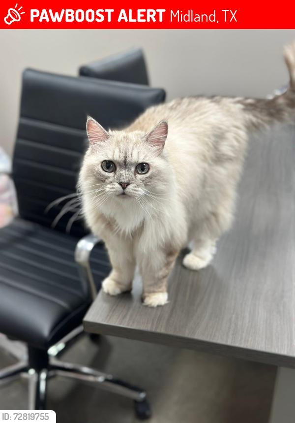Lost Female Cat last seen Storey Ave, Midland, TX 79703