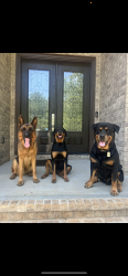 Lost Male Dog last seen Compton bridge , Inman, SC 29349