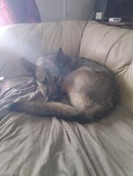 Lost Female Dog last seen Lamar and 55th Street, Mission, KS 66202