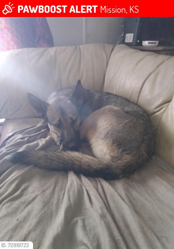 Lost Female Dog last seen Lamar and 55th Street, Mission, KS 66202