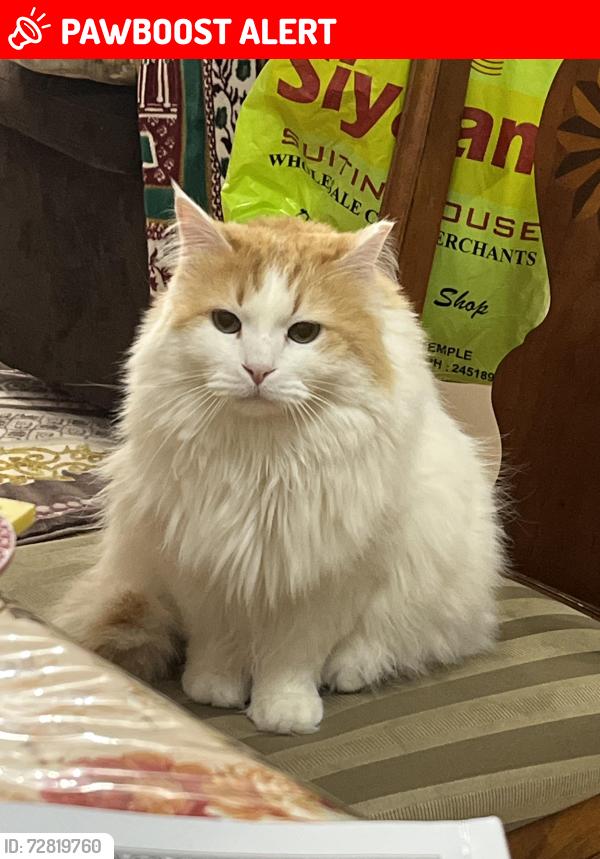 Lost Female Cat last seen Subzi Mandi Store, Mississauga, ON L5V 2H5