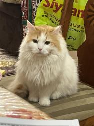 Lost Female Cat last seen Subzi Mandi Store, Mississauga, ON L5V 2H5
