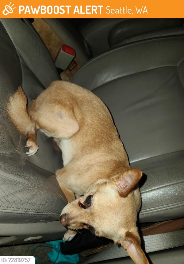 Found/Stray Female Dog last seen 44th Pl S & S Kenyon St, Seattle, WA 98118