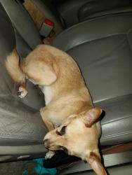 Found/Stray Female Dog last seen 44th Pl S & S Kenyon St, Seattle, WA 98118