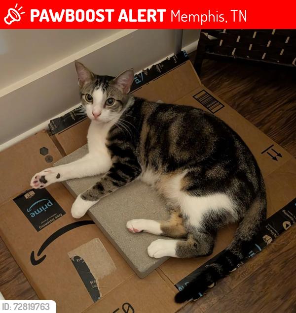 Lost Male Cat last seen Within Orleans Station complex , Memphis, TN 38105