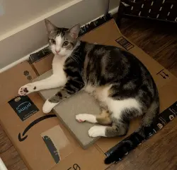 Lost Male Cat last seen Within Orleans Station complex , Memphis, TN 38105
