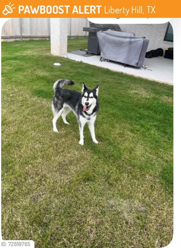Found/Stray Female Dog last seen Santa Rita Blvd, Liberty Hill, TX 78642