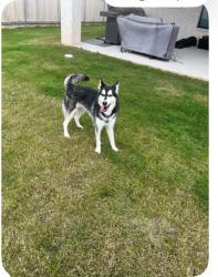 Found/Stray Female Dog last seen Santa Rita Blvd, Liberty Hill, TX 78642