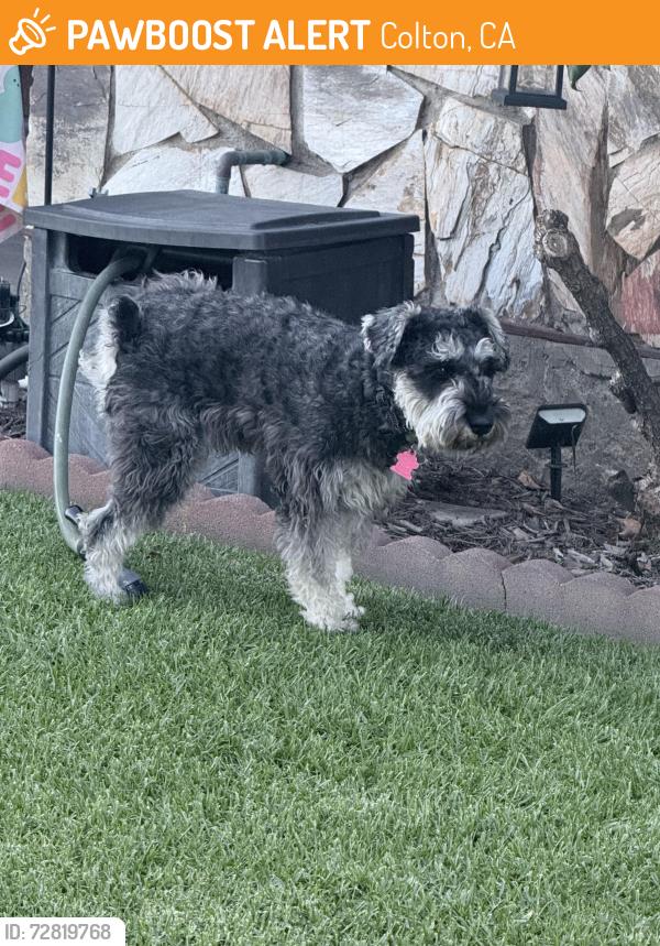 Found/Stray Unknown Dog last seen Jeryl Avenue & McKinley School, Colton, CA 92324