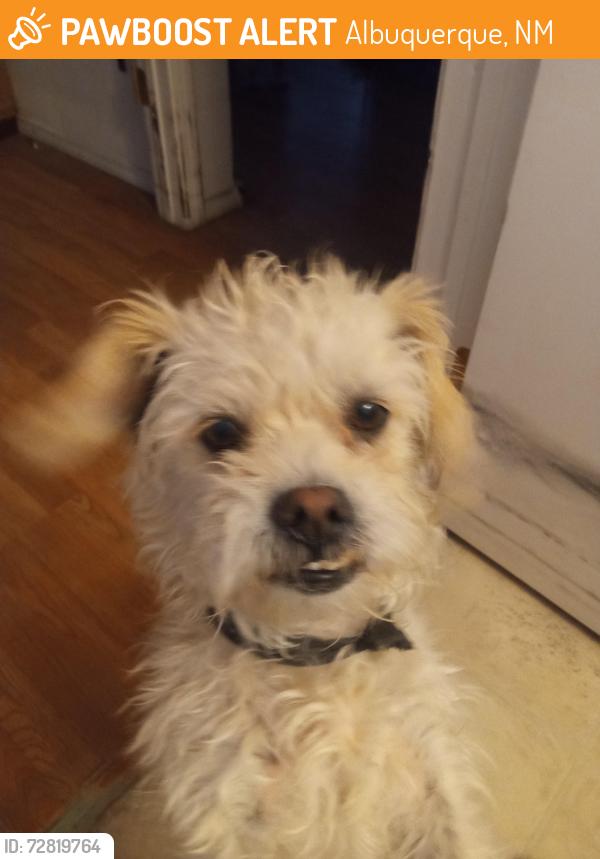 Found/Stray Male Dog last seen Central and 98th, Albuquerque, NM 87121